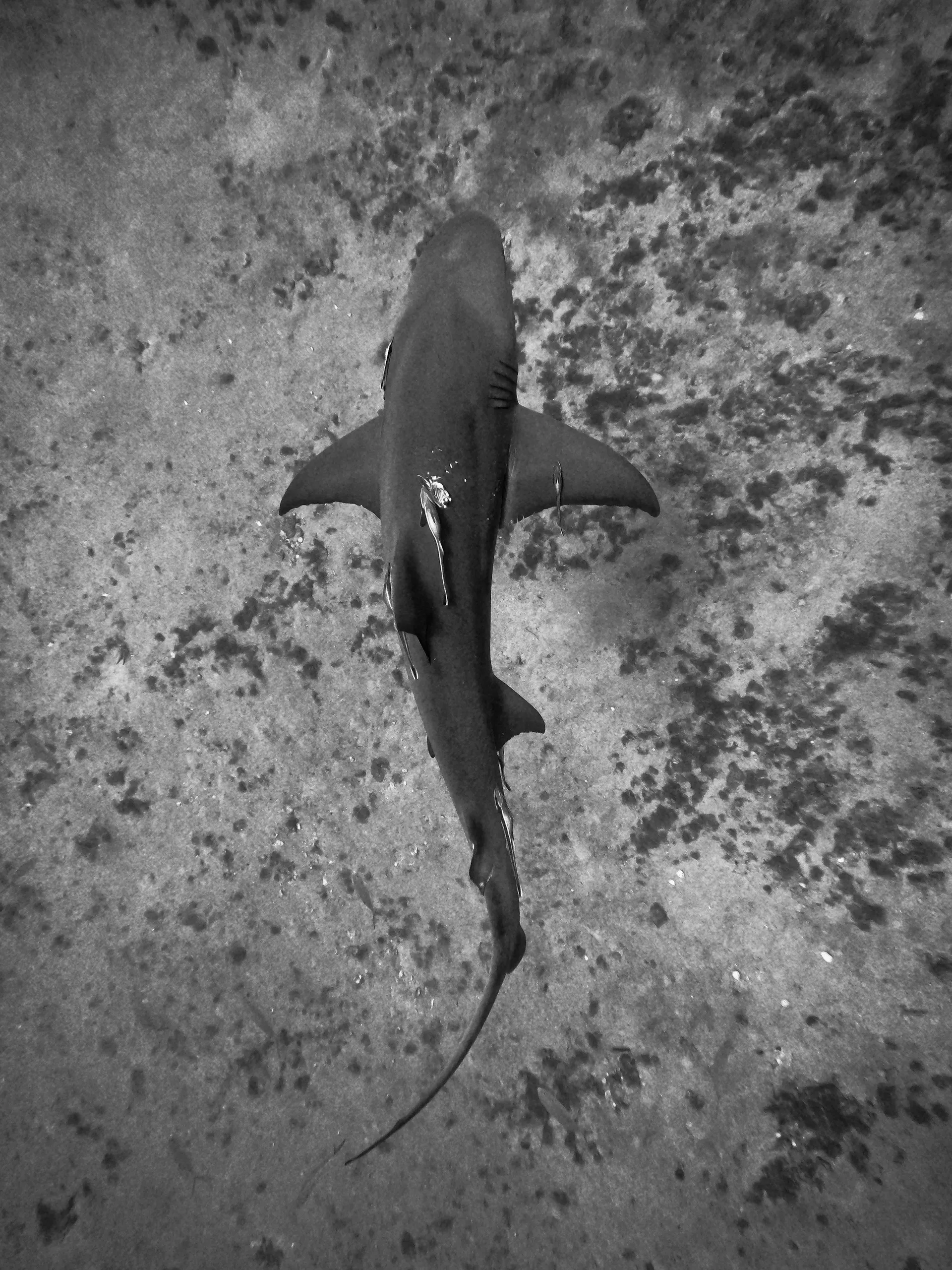 海中を悠々と泳ぐ深海の鮫